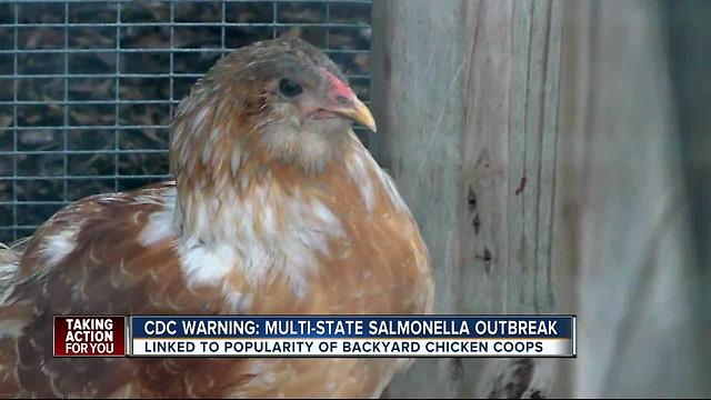 CDC: Salmonella infections linked to 'Backyard Flocks' of chickens