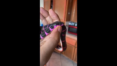 Purple snake
