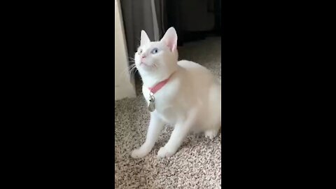 Cat and dance and funny video