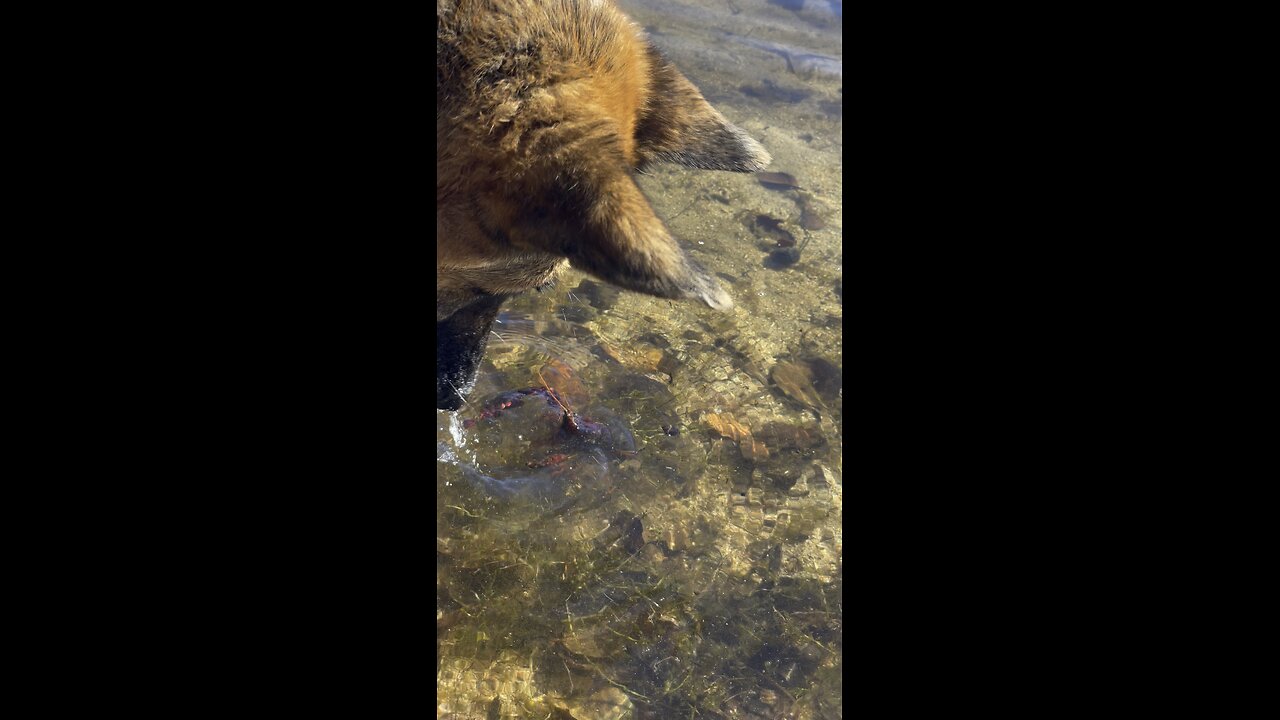 Dog vs. Crawfish 🦞