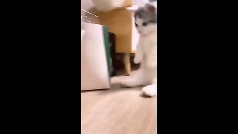 cats videos