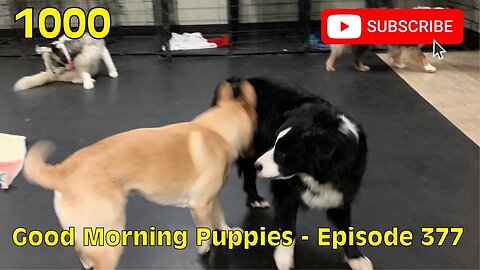 [1000] GOOD MORNING PUPPIES - EPISODE 377 [#dogs #doggos #doggos #puppies #dogdaycare]