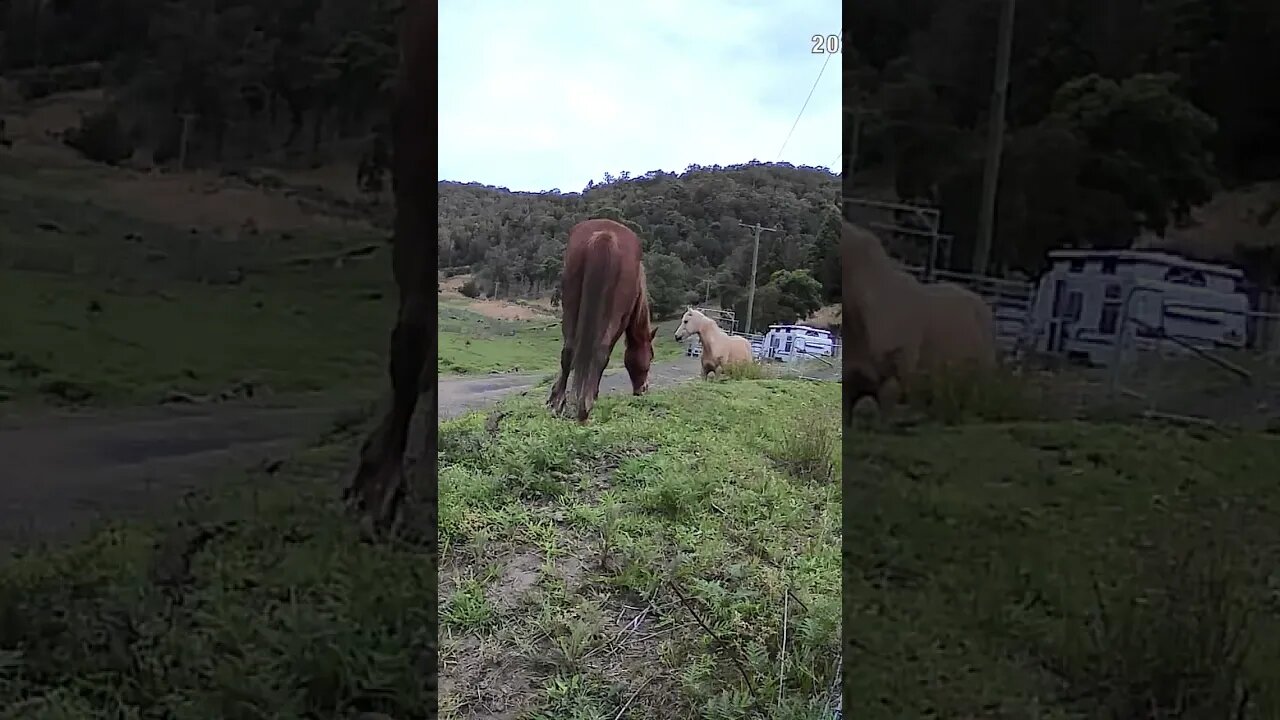 The secret lives of horses