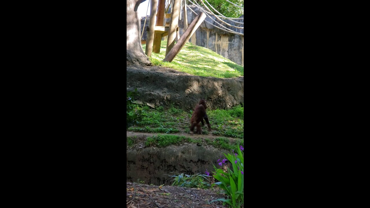 Animal kingdom funny monkey