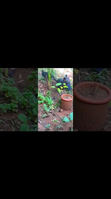 Jacu e seus filhotes em busca de comida