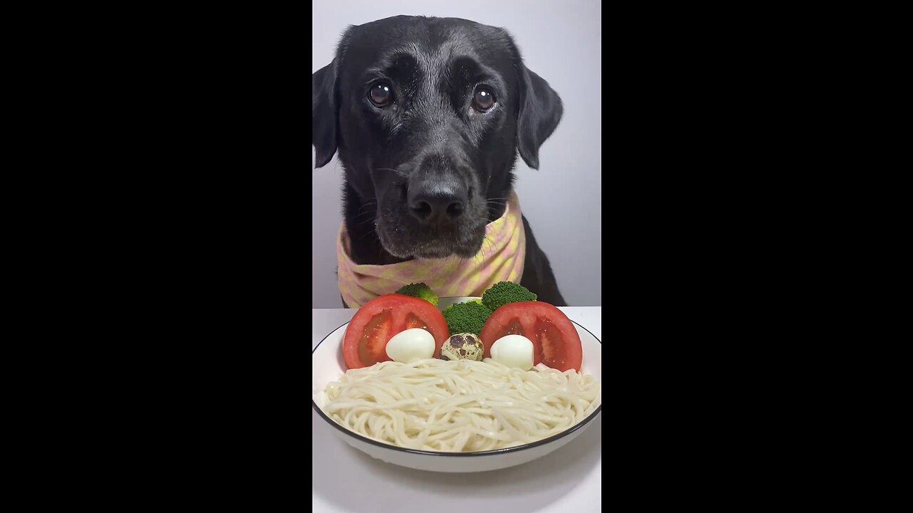 Aunties and Uncles, I Had Wide Noodles Today, 😋🐶 What About You! 😍🐶