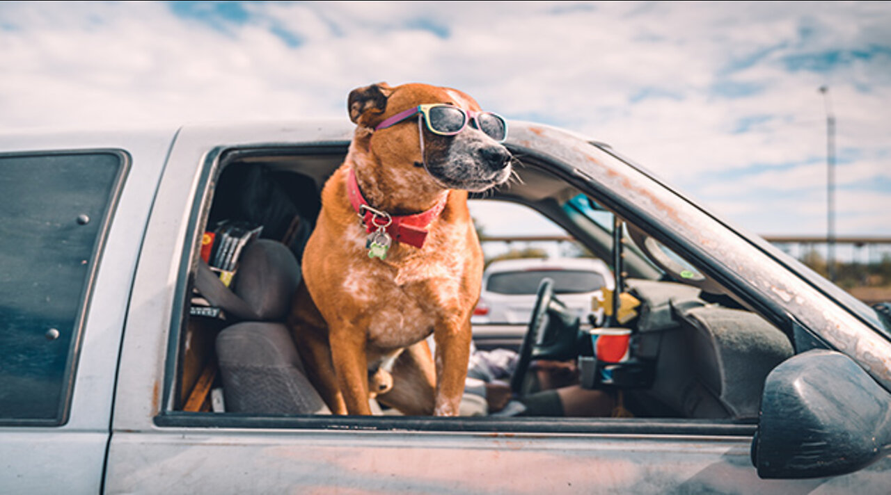 cat and dog road trip