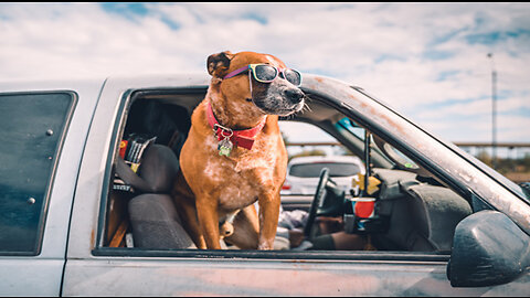 cat and dog road trip