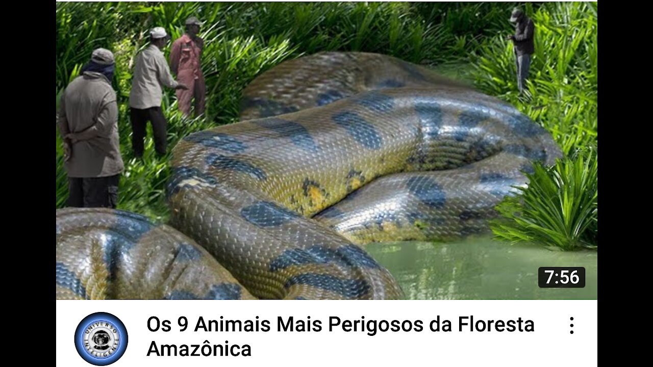 Os 9 animais mais perigosos da floresta amazônica [2021]