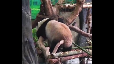 Pandas at the zoo