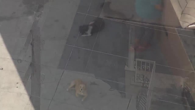 South LA dog tied up in heat with no water, dies