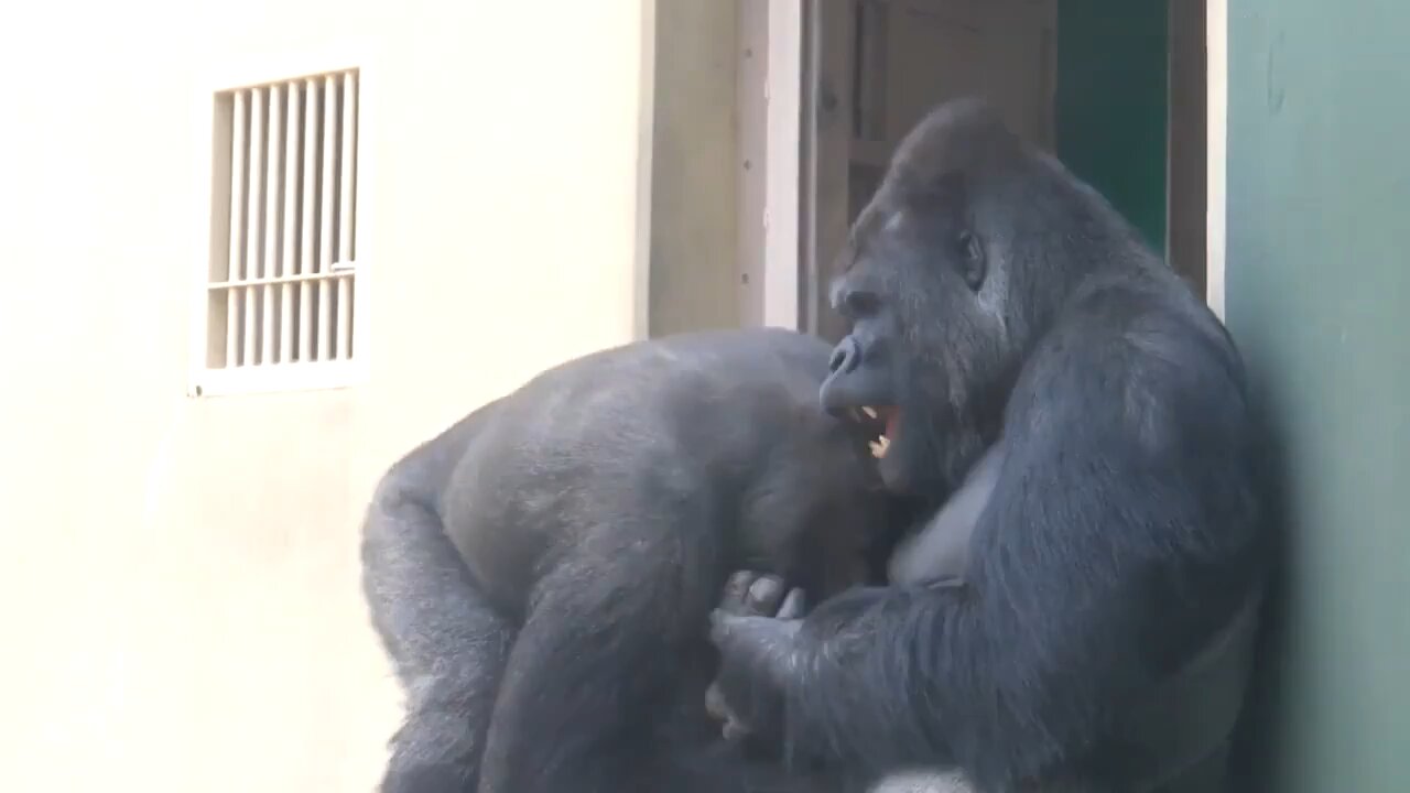 Shabani the Silverback teasing his son to initiate play-fighting