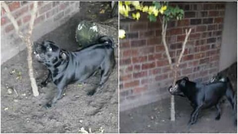 Cagnolina si accanisce contro un albero