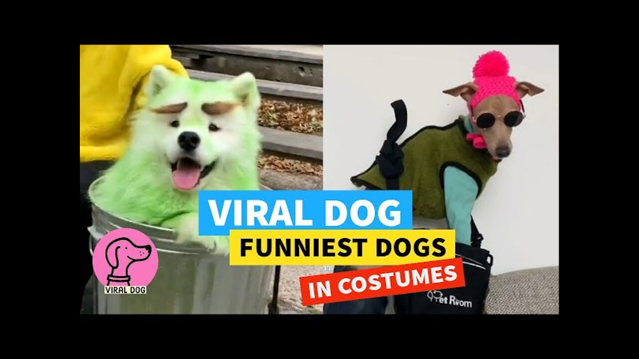 ✅ VIRAL DOG (2021) ❤️PERROS DISFRAZADOS😂NIVEL DIOS