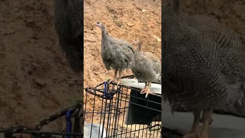 The one on the right is a girl! The calls of guinea fowl keets on their first day outdoors 8.5 weeks