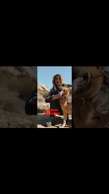 Top 10 Most Popular Dog Breeds#shorts