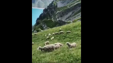 Feel good video - beautifu images, lovely animals #001