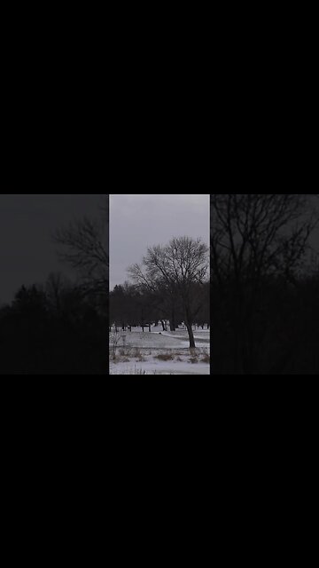 I may have hit the only tree on the fairway, but at least my putt is on point! #discgolf