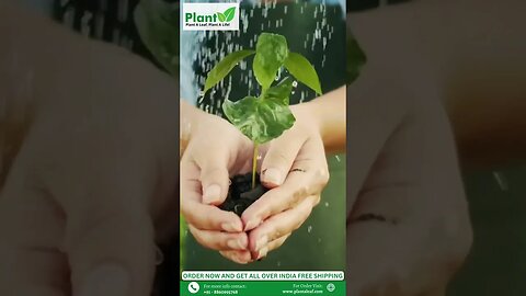 Buy Live Plants Online for your Home, Office, Indoor and Outdoor Plant A Leaf #shorts #plantaleaf