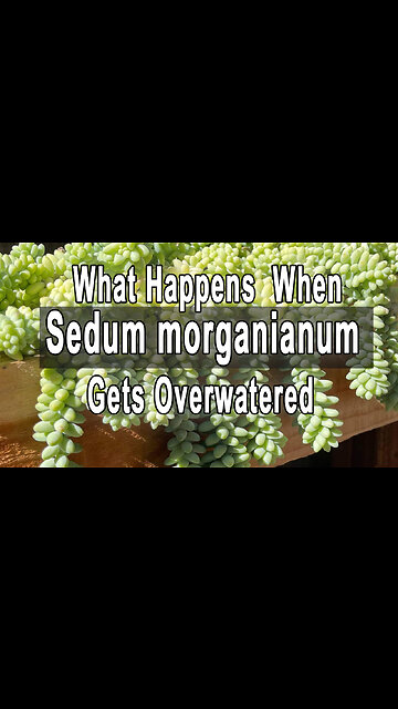 What happens when Sedum morganianum gets overwatered