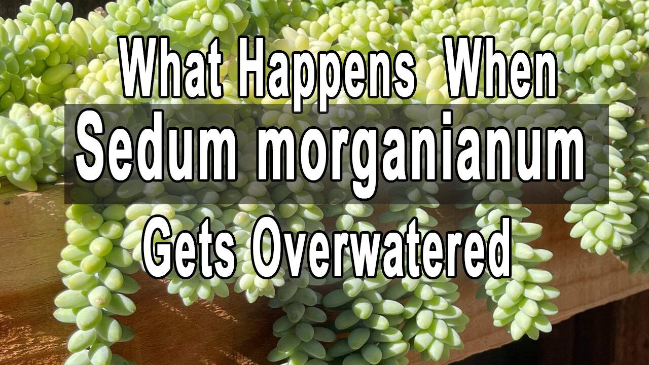 What happens when Sedum morganianum gets overwatered