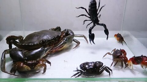 Sea Crab Centipede Emperor Scorpion Water36 2