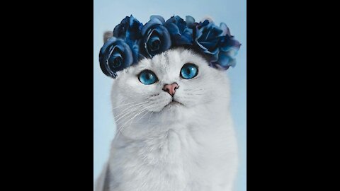 very very cute Cat's