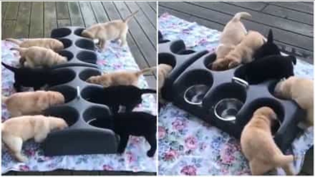 食べ物をくすねる空腹の子犬たち