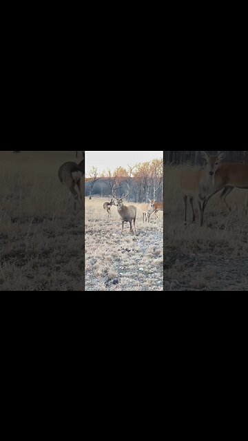 When you change your energy, you change your life. #Shorts #Deer #Energy