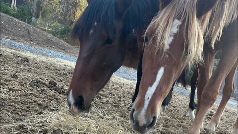 MUSTANG GENTLING DAY 5: The Willing Approach!