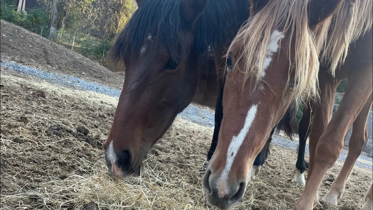 MUSTANG GENTLING DAY 5: The Willing Approach!