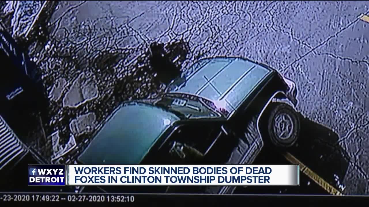 Police searching for man who left dead, skinned foxes in Clinton Township dumpster