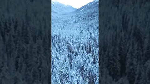 amazing trees veiw #viral short 🎄🎄