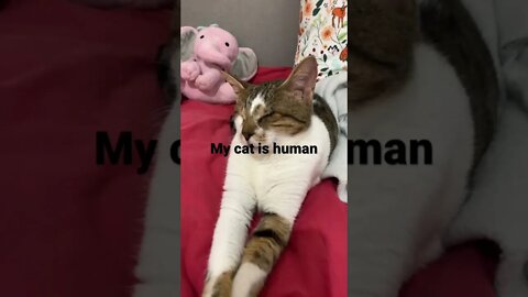 My Cat is Human