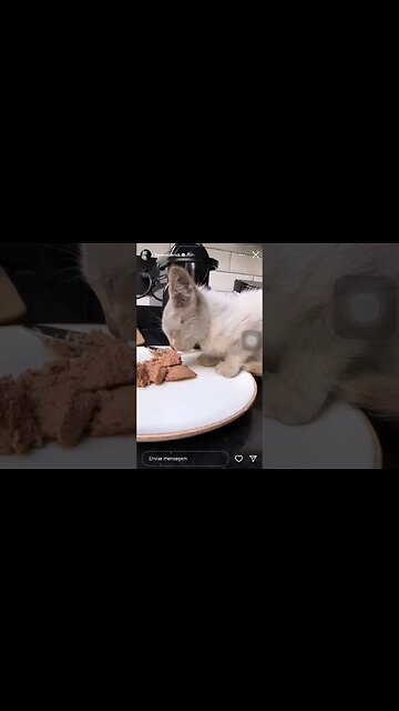 Gato aparece no motor da Lara Nesteruk