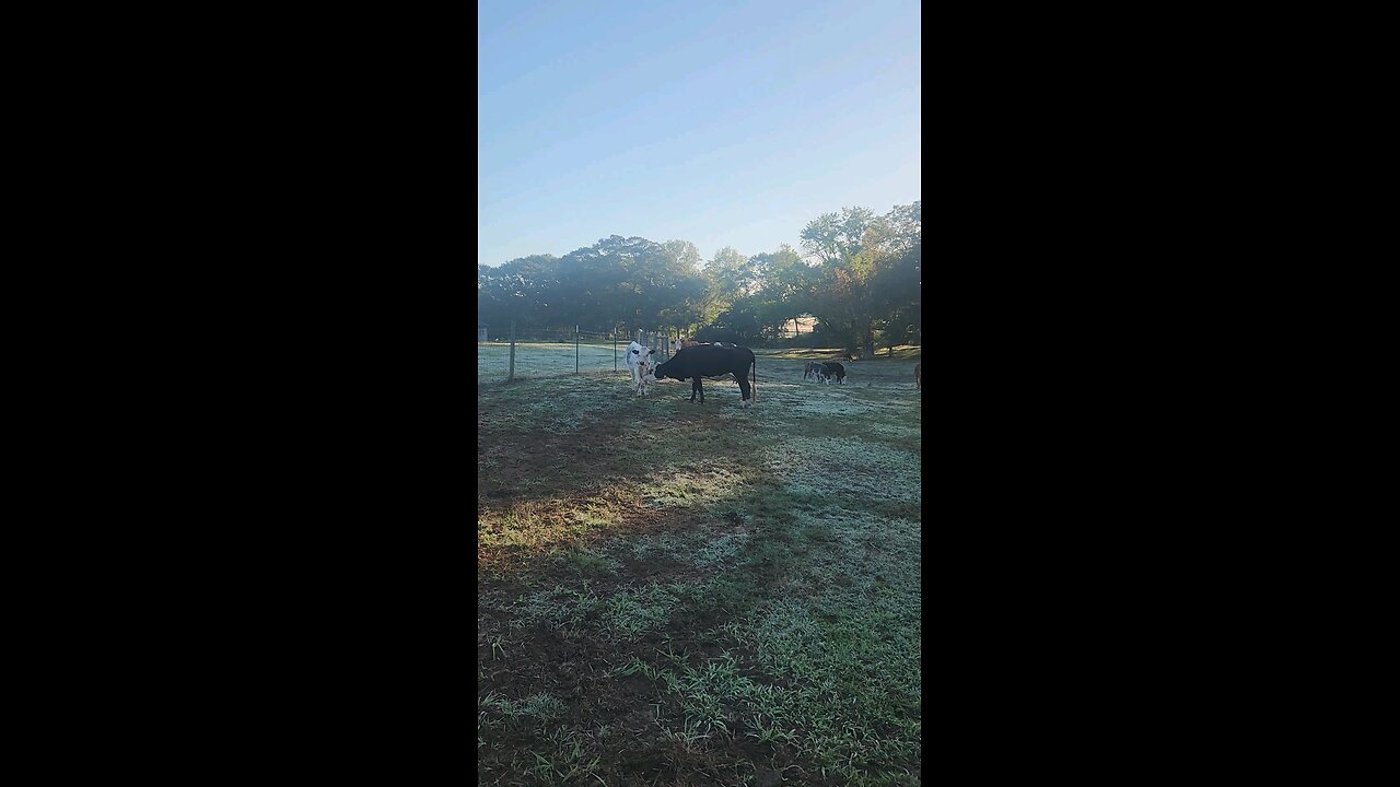 Momma cow and heifer calf.