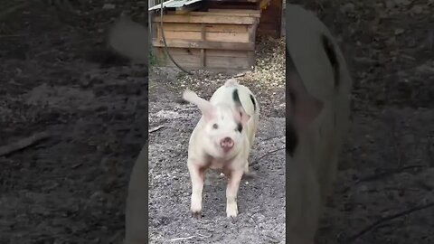 Pigs coming out after the cold! #pigs #pig #pigfarm #shorts #cold