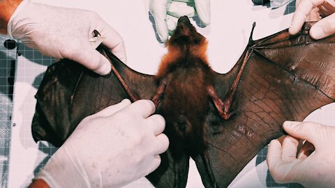 Wuhan Scientists Planned To Release Covid Particles Into Cave Bats in 2019 | 23.09.2021