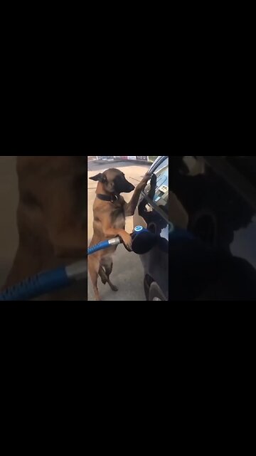 cão frentista de posto abastecendo o carro #cão #dog #shorts #funny