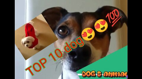 TOP 10 dog barking vidéos 💯💥🥰🥰