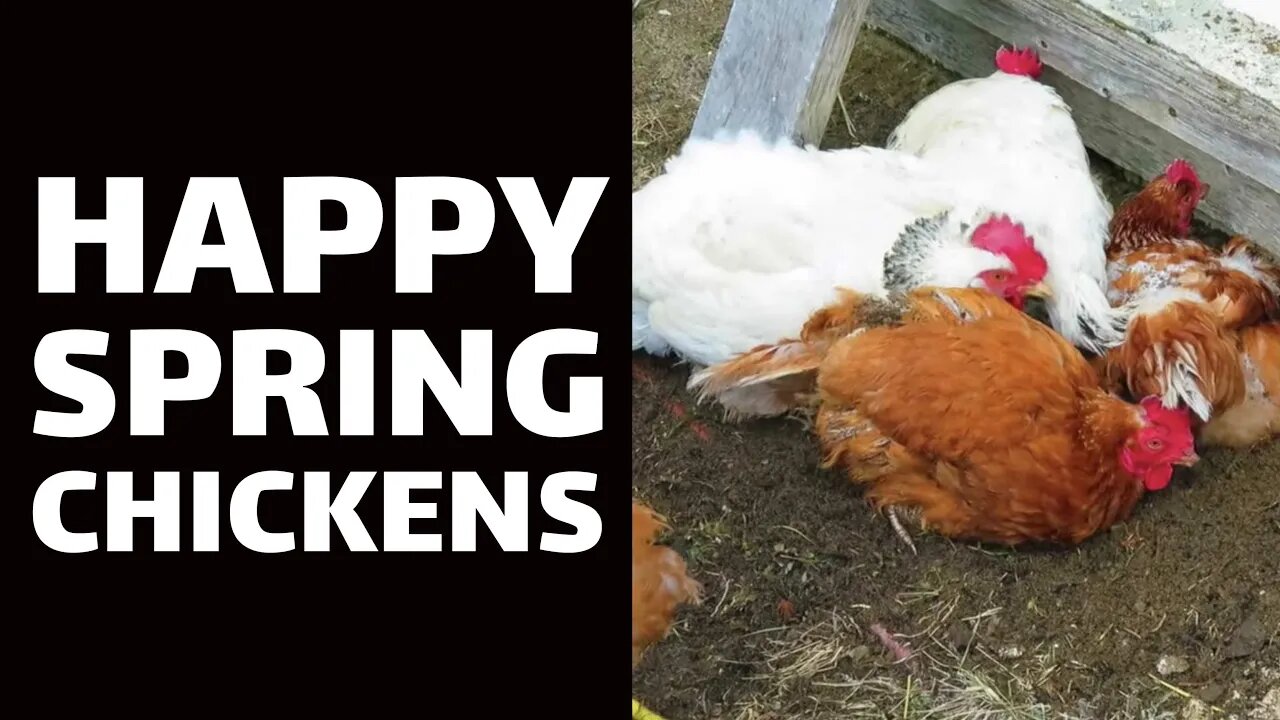 Happy Spring Chickens