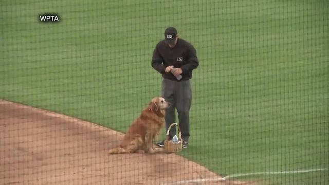 Jake the Diamond Dog delivers water to baseball umpires