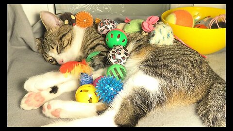 Cat Photography