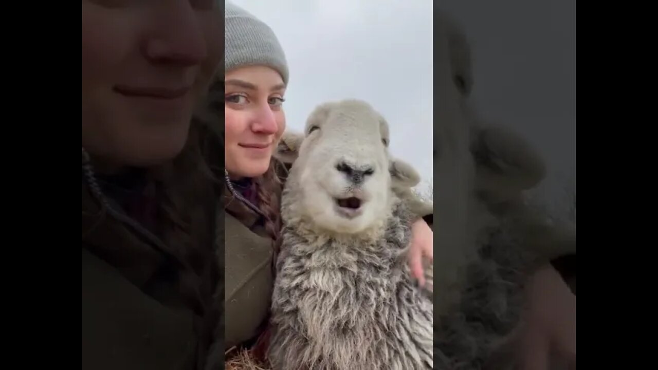 Amiga da Ovelhinha #shorts