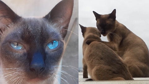 [very cute cat] beautiful kittens