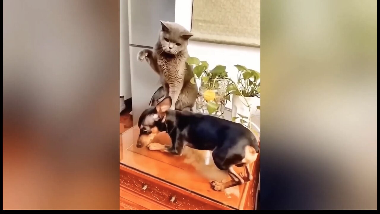 Funny animal video