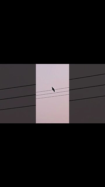 Miya Bhai 🤭 #youtubeshorts #shorts #youtube #shortvideo #shortyoutube