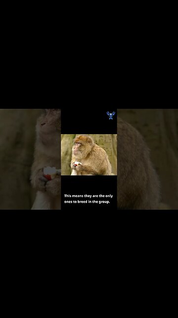 Baby monkeys are adults from 3 4 years #monkey #shorts