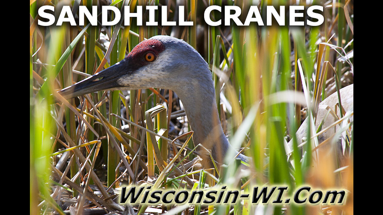 Sandhill Cranes Adults Eggs All Seasons Video - Landman Realty LLC