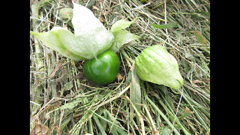 Pretty Papery Husk Tomatillo Sept 2021